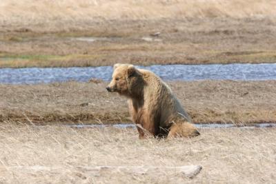 Brown Bear / Grizzly Bear