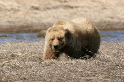 Brown Bear / Grizzly Bear