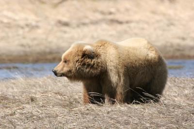 Brown Bear / Grizzly Bear