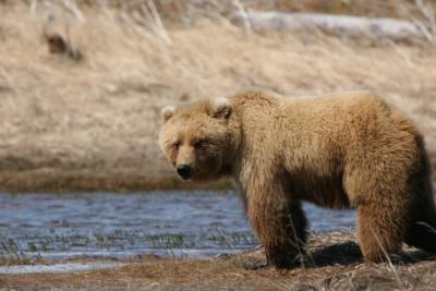 Brown Bear / Grizzly Bear