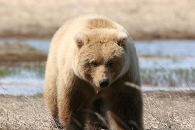 Brown Bear / Grizzly Bear