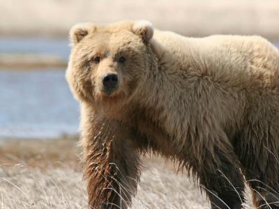 Brown Bear / Grizzly Bear