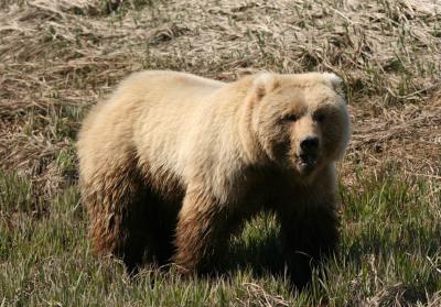 Brown Bear / Grizzly Bear