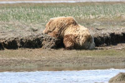 A sleeping Brown Bear / Grizzly Bear