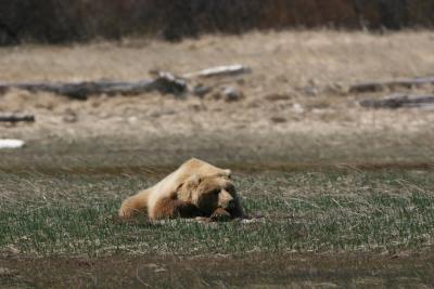A sleeping Brown Bear / Grizzly Bear