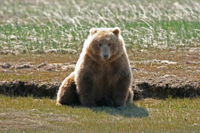 Brown Bear / Grizzly Bear