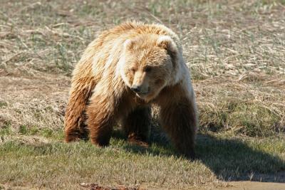 Brown Bear / Grizzly Bear