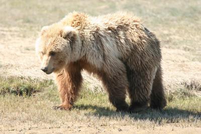 Brown Bear / Grizzly Bear