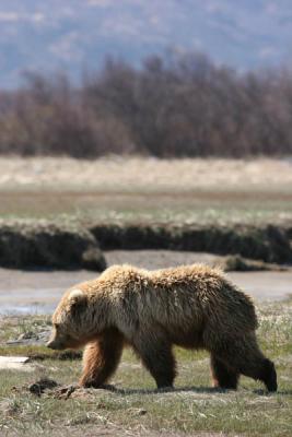 Brown Bear / Grizzly Bear