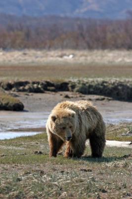 Brown Bear / Grizzly Bear