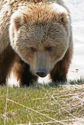 Another close encounter with a Brown Bear / Grizzly Bear