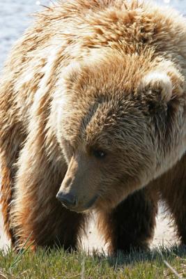 Brown Bear / Grizzly Bear