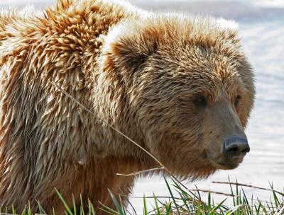 Brown Bear / Grizzly Bear