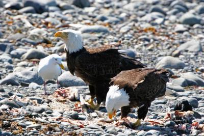 Bald Eagles on the beach