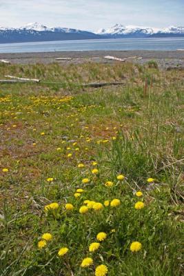 Homer Spit