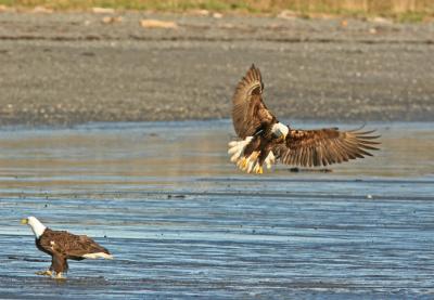 Bald Eagle landing