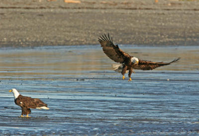 Bald Eagle landing