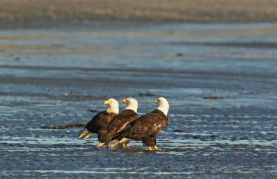 Three Bald Eagles on the Beach at Anchor Point