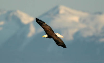 Bald Eagle with Mountains in Background