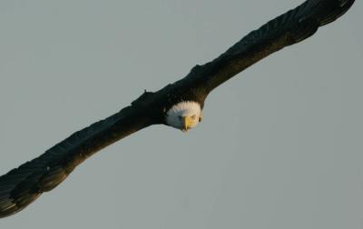 Bald Eagle