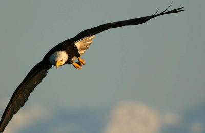 Bald Eagle