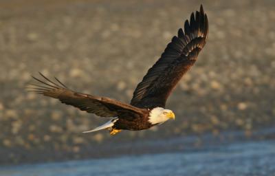 Bald Eagle