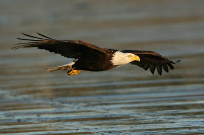 Bald Eagle landing