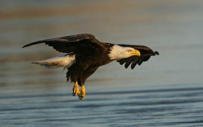 Bald Eagle landing