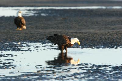 Bald Eagle and reflection