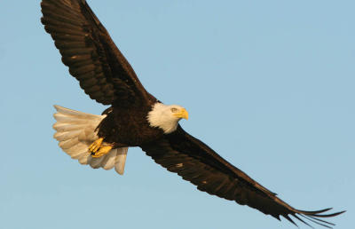 Bald Eagle