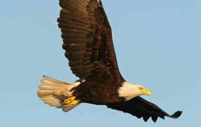 Bald Eagle