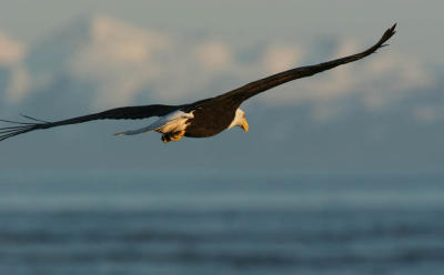 Bald Eagle