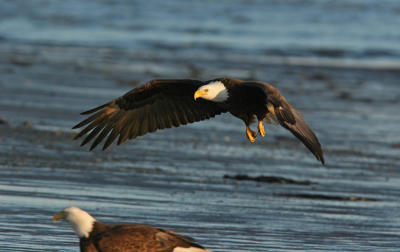 Bald Eagle