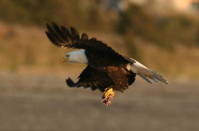 Bald Eagle