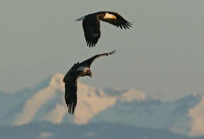 Mature & Immature Bald Eagles in flight