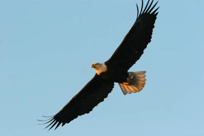 Bald Eagle