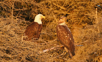 Mature & Immature Bald Eagle in a tree