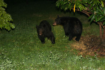 Bears from the back deck of the condo