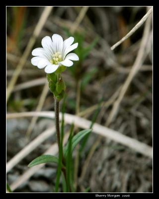 Field Mouse Ear Chickweed