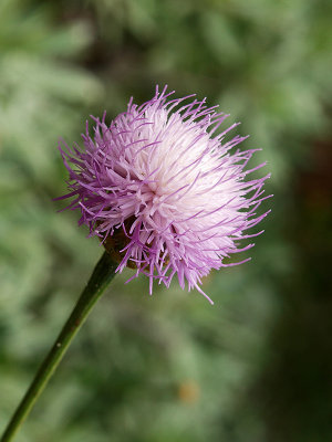 Florecilla / Small flower