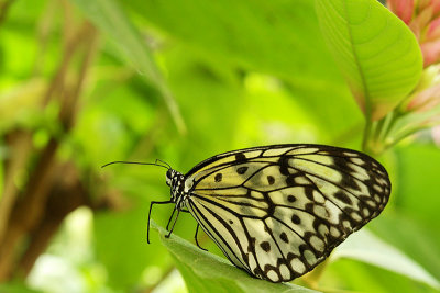 En el Mariposario / In the Butterfly Zoo
