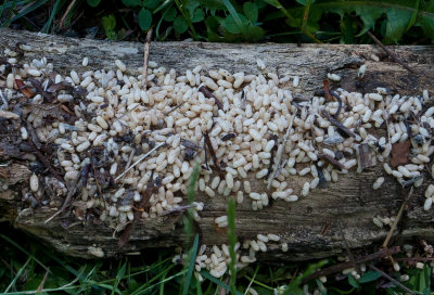 Ant Hill