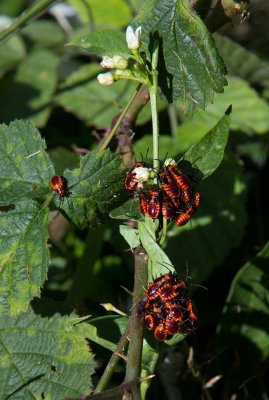 LR-IMG_0301.jpg