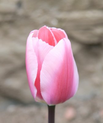 Tulip April 2012