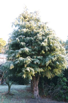 OWG V Large Conifer