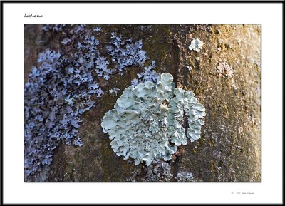 Lichens