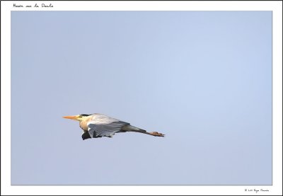 Heron survolant  la Deule