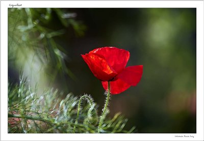 Coquelicot