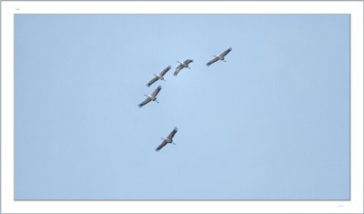 Migration
