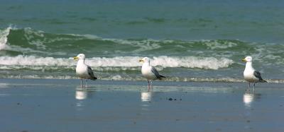 les trois comeres ed wimereux